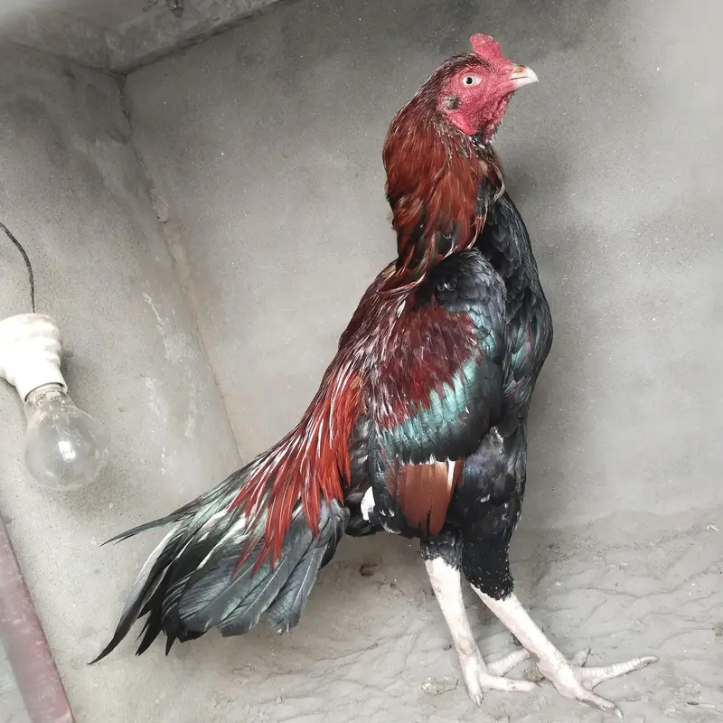 high class aseel breeder — photo 4