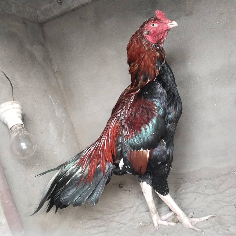high class aseel breeder 4
