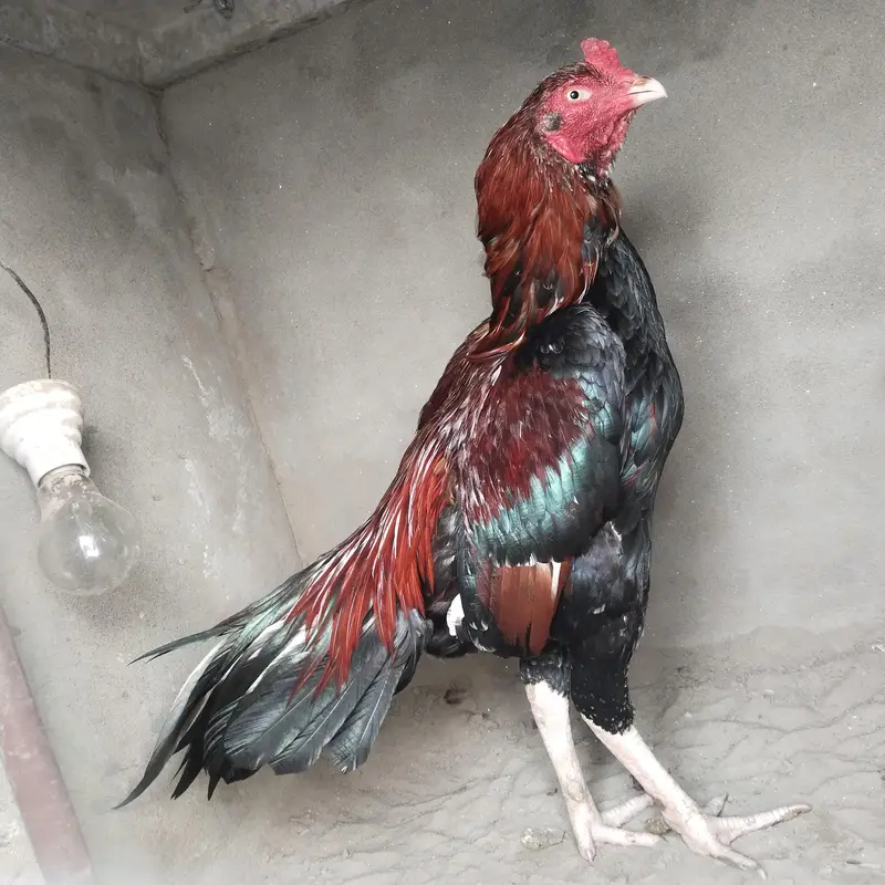 high class aseel breeder — photo 5