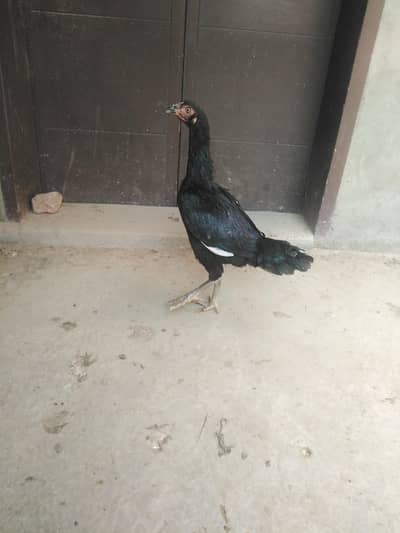 Thai pathi for sale