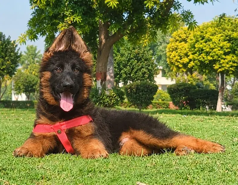 top quality German shepherd puppies for sale — photo 3