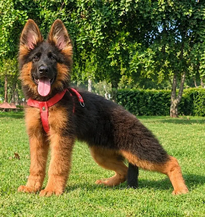 top quality German shepherd puppies for sale — photo 4