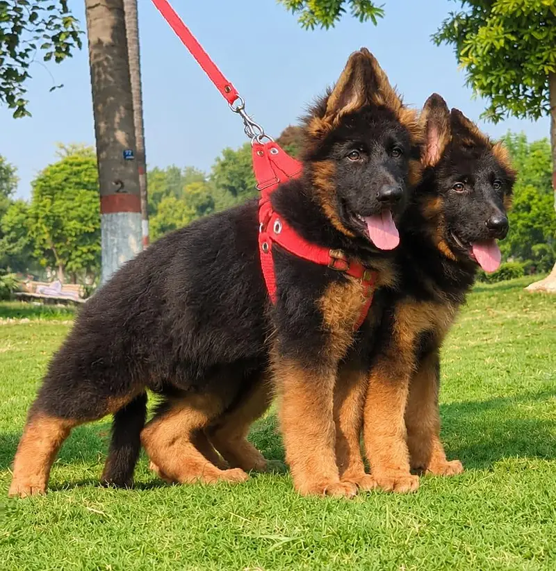 top quality German shepherd puppies for sale — photo 5