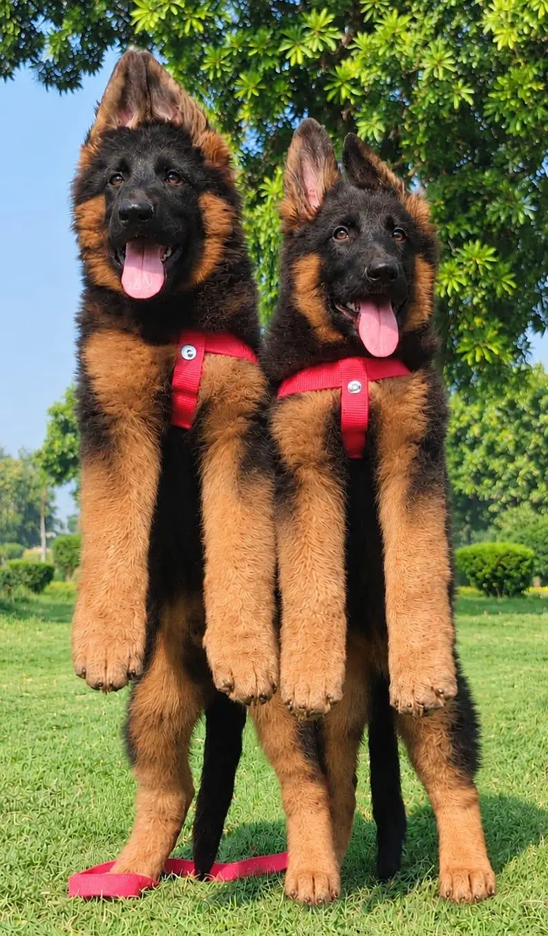 top quality German shepherd puppies for sale — photo 6