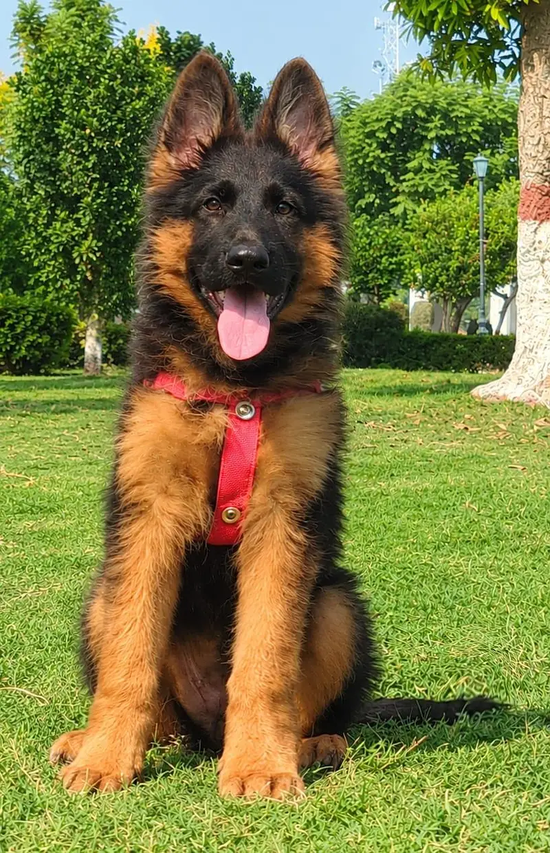 top quality German shepherd puppies for sale — photo 7