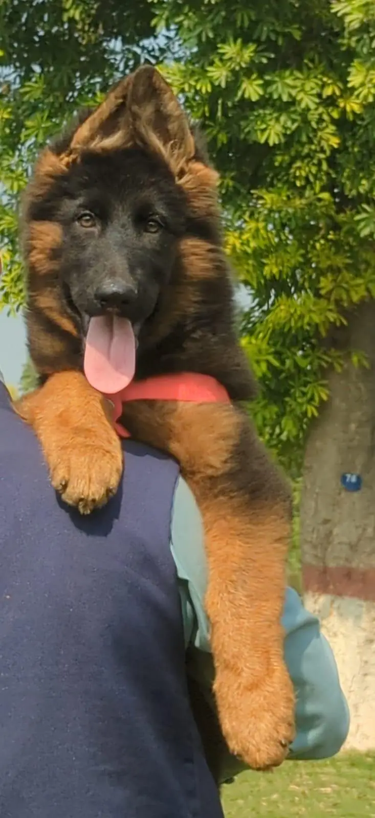 top quality German shepherd puppies for sale — photo 8