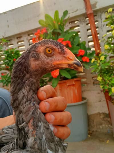 aseel hens