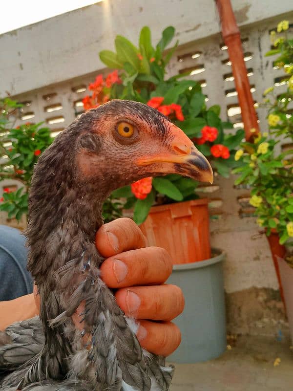 aseel hens 0