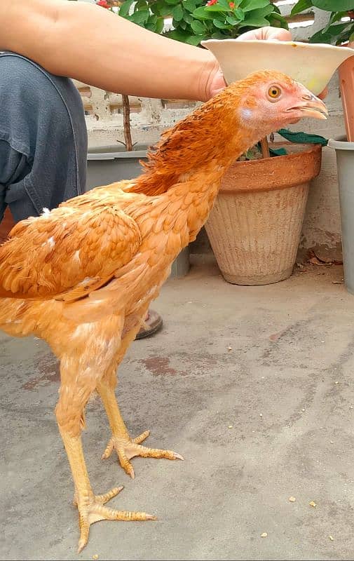 aseel hens 1