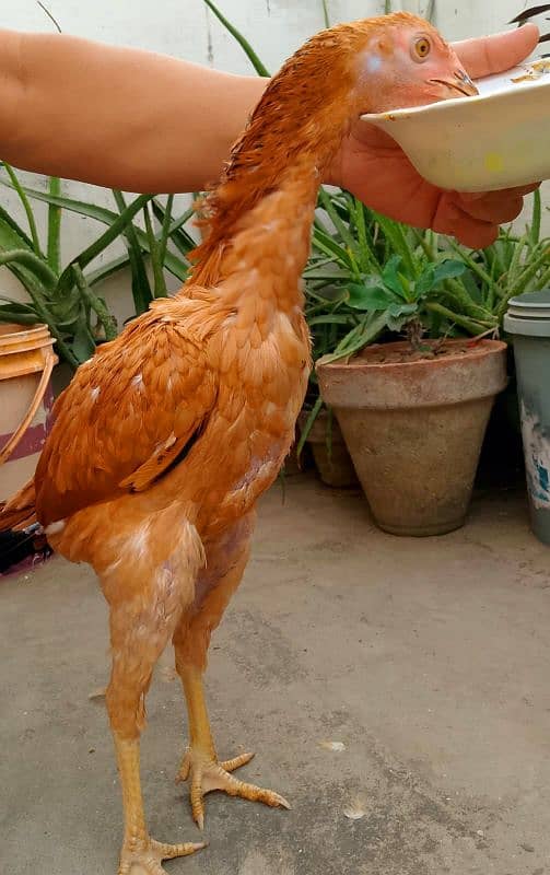 aseel hens 3