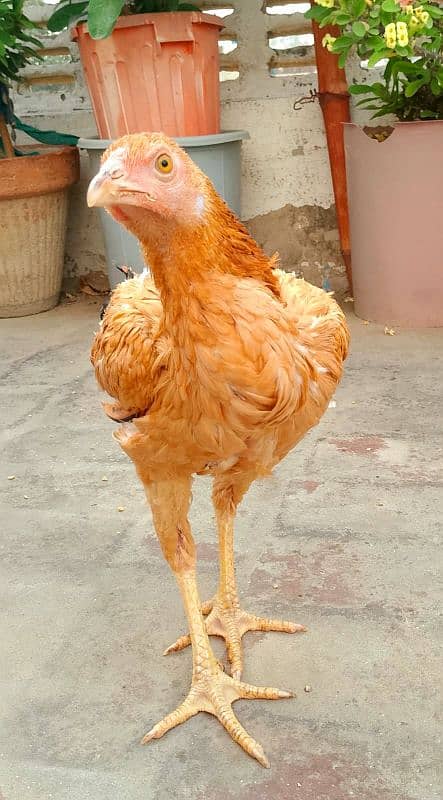 aseel hens 4