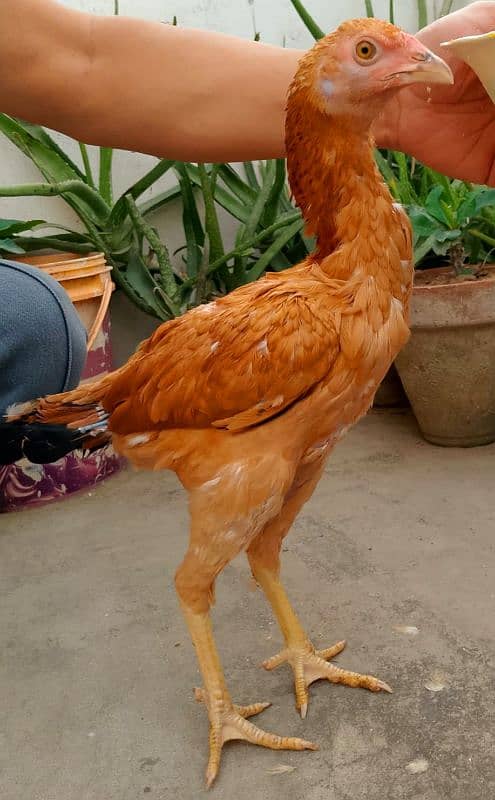 aseel hens 7