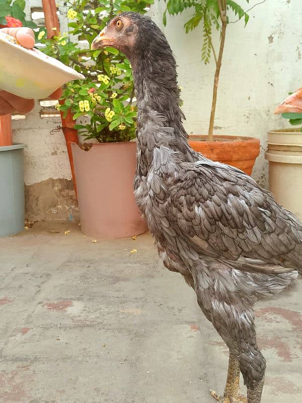 aseel hens 8