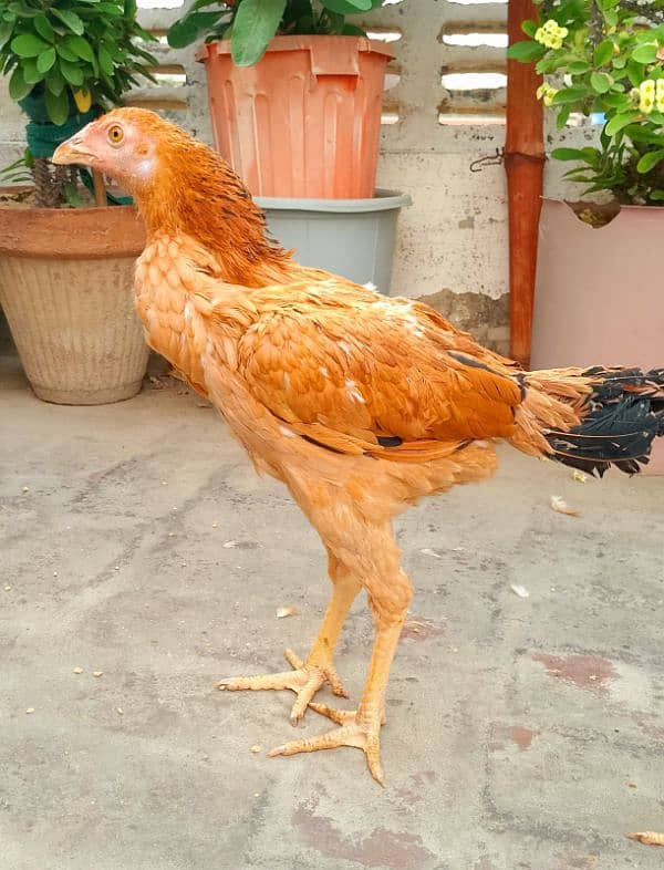 aseel hens 9