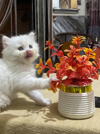 Persian White Blue Eyes Kitten