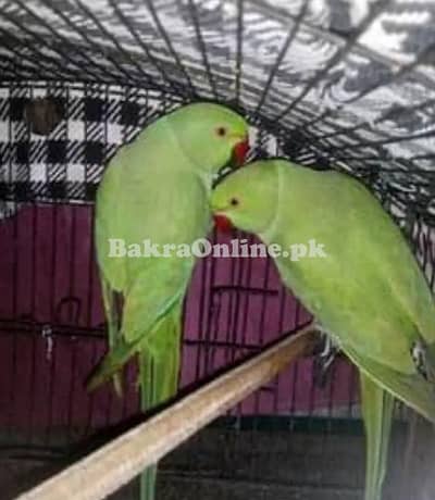 I am selling my Kashmir parrot