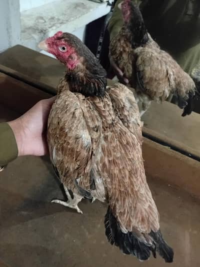 High quality aseel mianwali hen