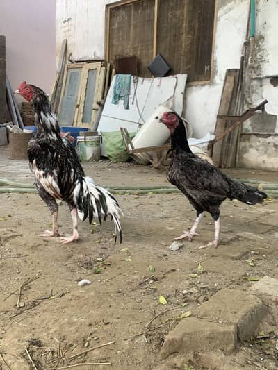 Kala Cheena Aseel | Slata Jora | Price Negotiable