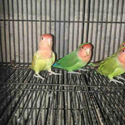 2 Pair Healthy Parrots -  4500 Rs