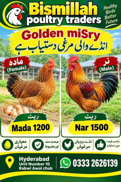 goldan misri