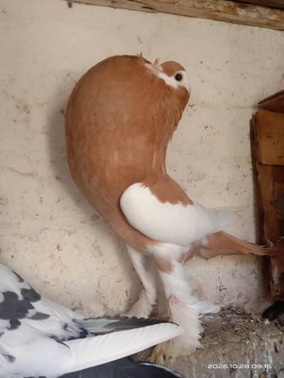Yellow Mgpie Male For Sale