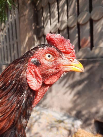 Aseel Male (only 1 piece available) for sale