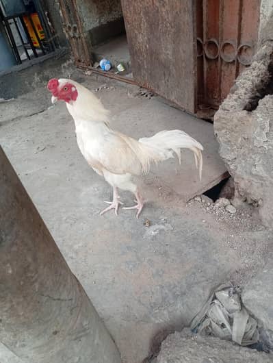 For sale