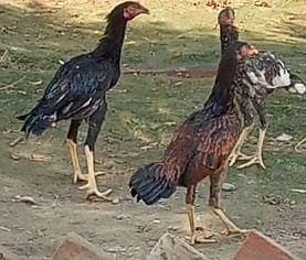Aseel murghian murghe pathian pathy long height hens for sale