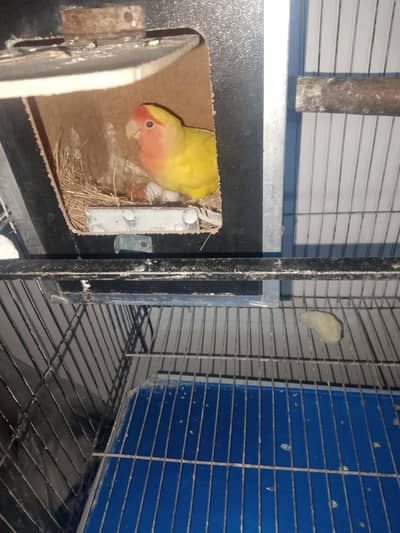 Love bird