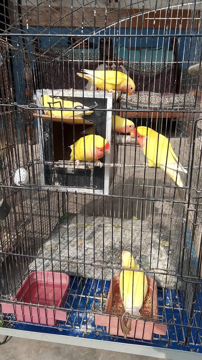 Love bird 1
