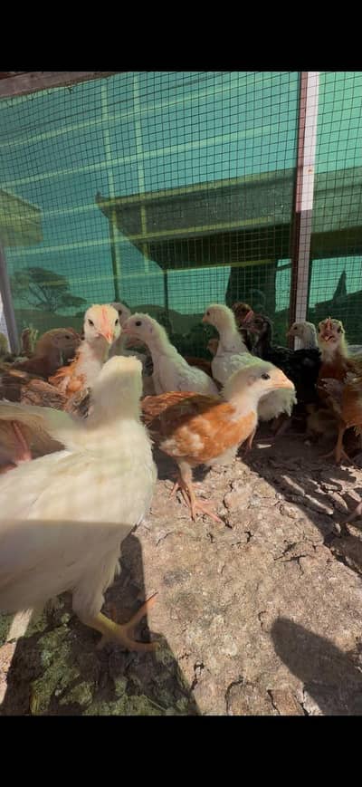 golden misri chicks for sale