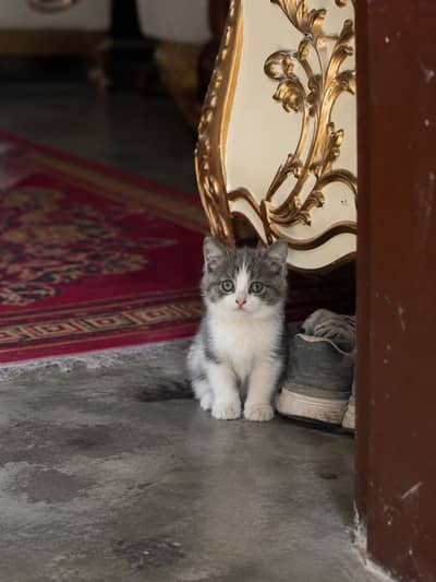 Grey & White Persian Kitten for Sale