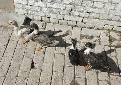 4 ducks