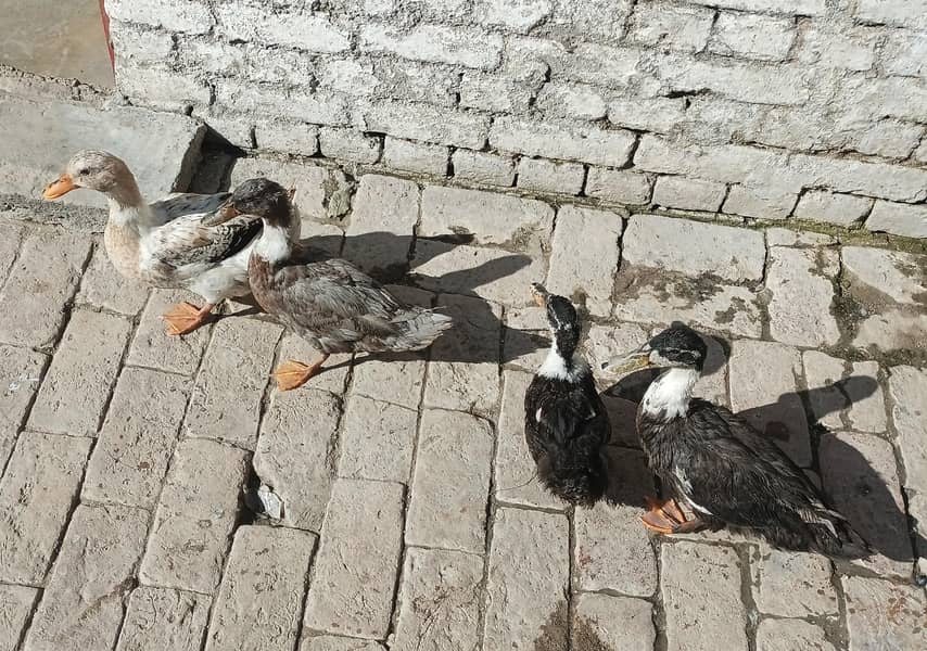 4 ducks 0