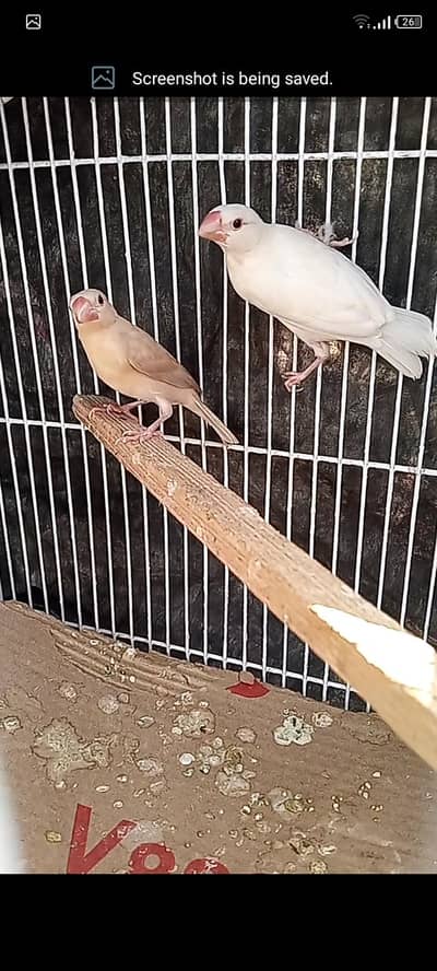 fawn java KY pathy  hy,cagrfor sell