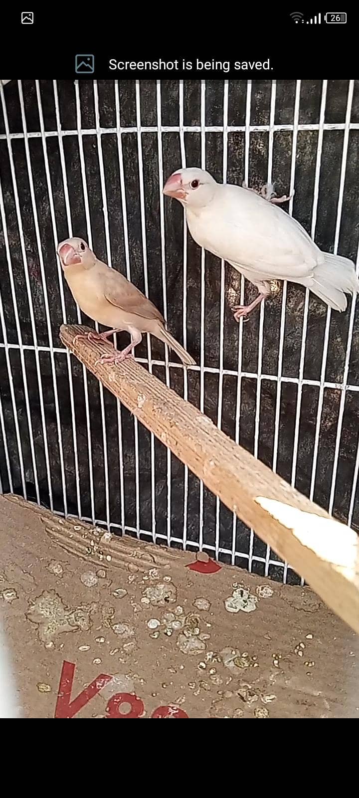 fawn java KY pathy  hy,cagrfor sell 0