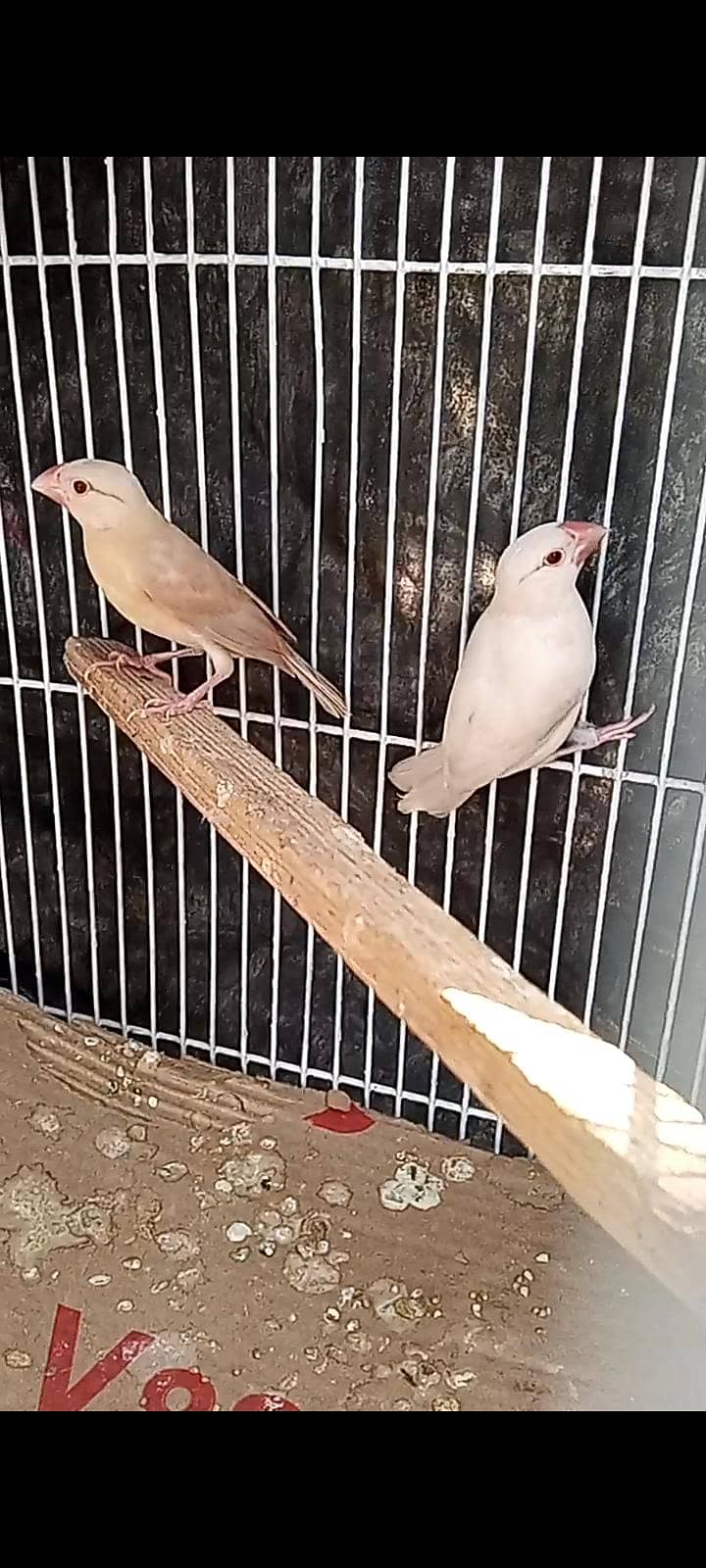 fawn java KY pathy  hy,cagrfor sell 1