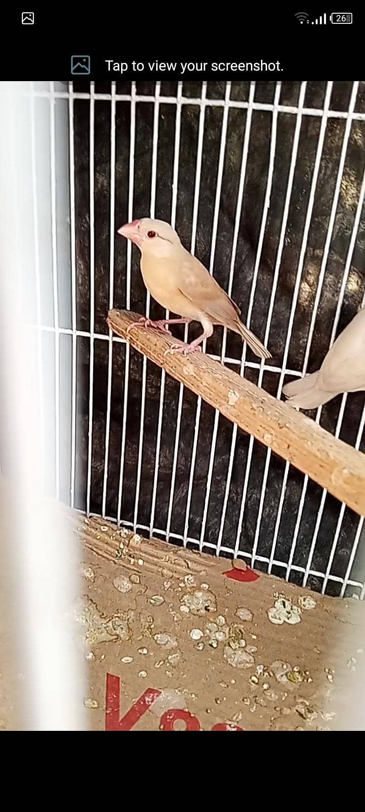fawn java KY pathy  hy,cagrfor sell 2