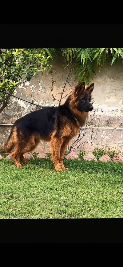 German Shepherd long hair puppy female