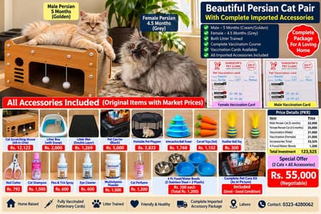 Persian Cat Pair Fully Vaccinated with Complete Accessories