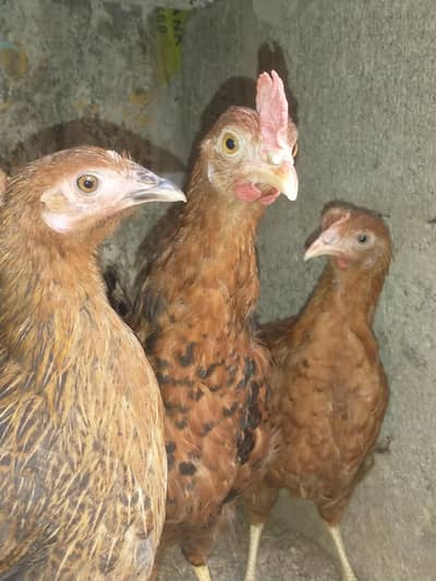 MURGHI SET for sale
