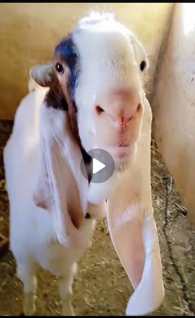 Gulabi Bakra For sale contact with 03353908845