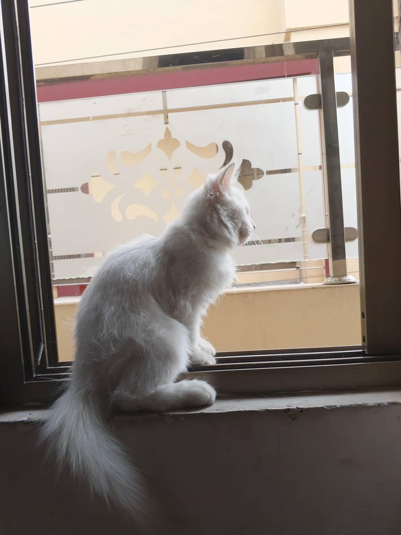 Persian cat 0