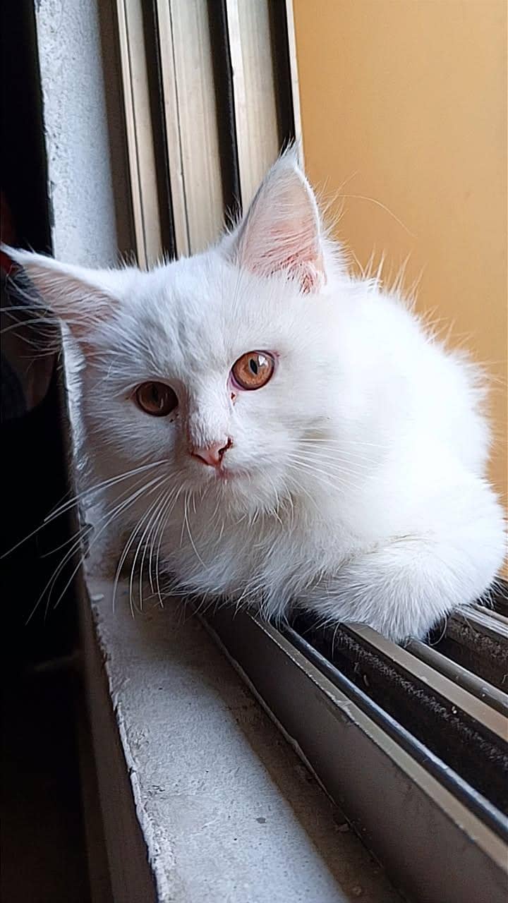 Persian cat 1