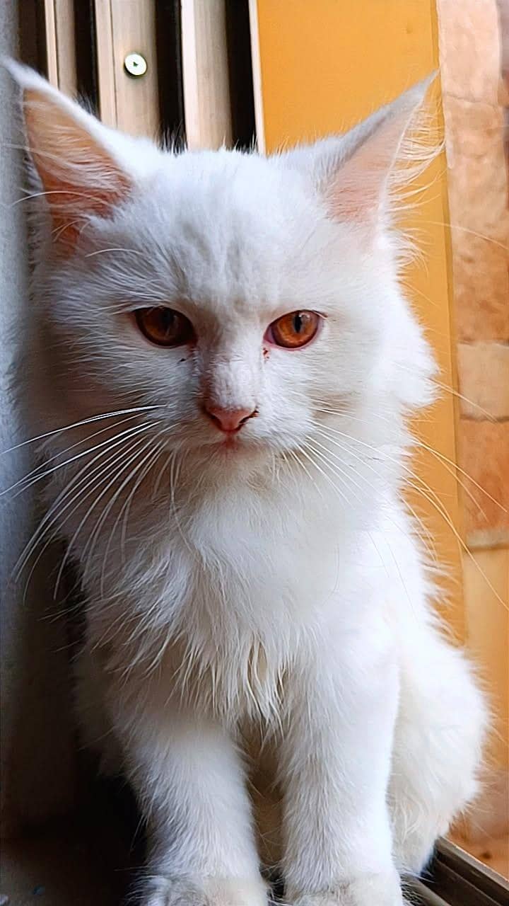 Persian cat 2