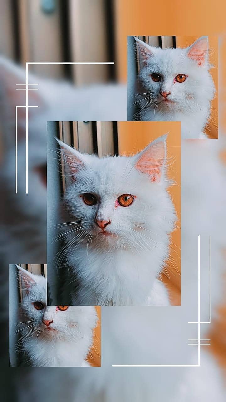 Persian cat 3