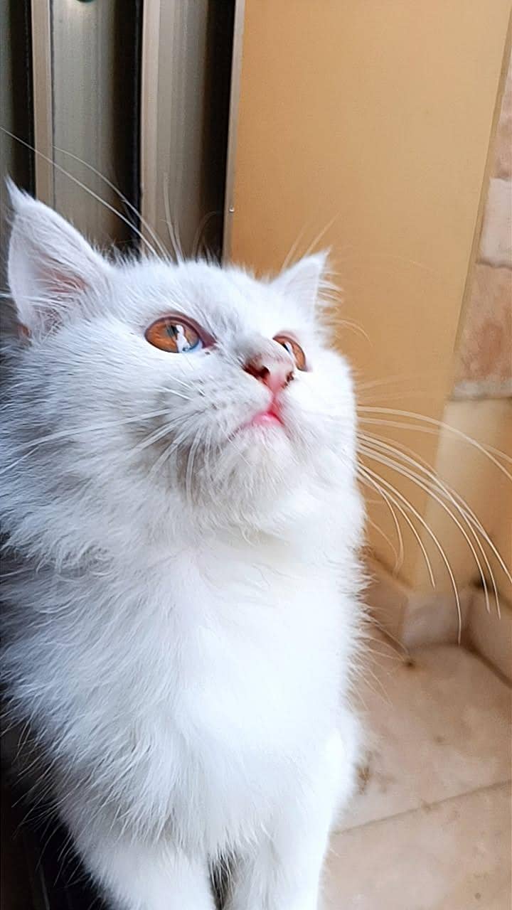 Persian cat 4