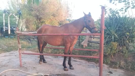 mixbred breeder mare