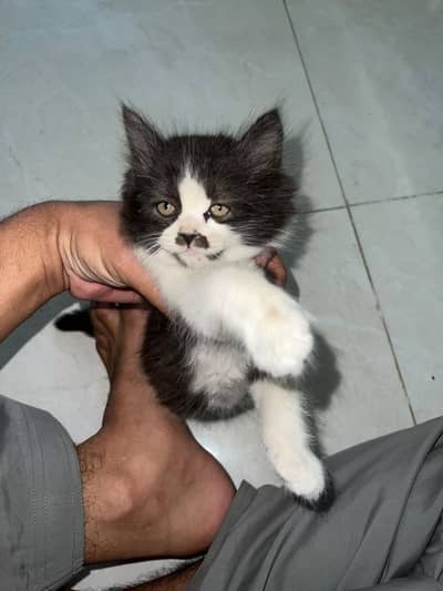 Free Cross Bred Persian Kitten