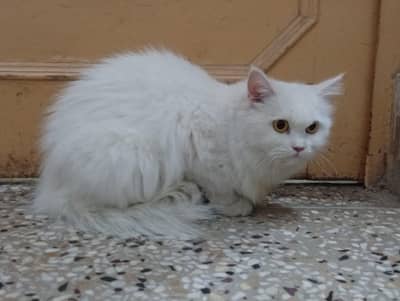 Persian cat pair(white female/brown male)